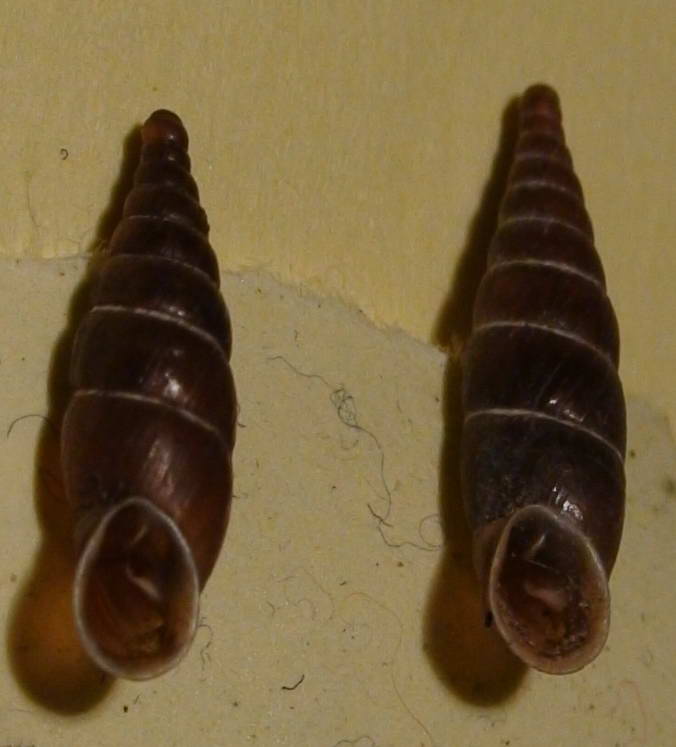 Charpenteria (Itala) stenzii cincta (Rossmaessler,1836)